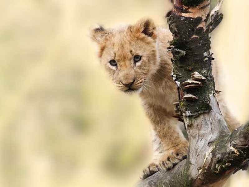 lion-animal-nature-predator-40835.jpeg